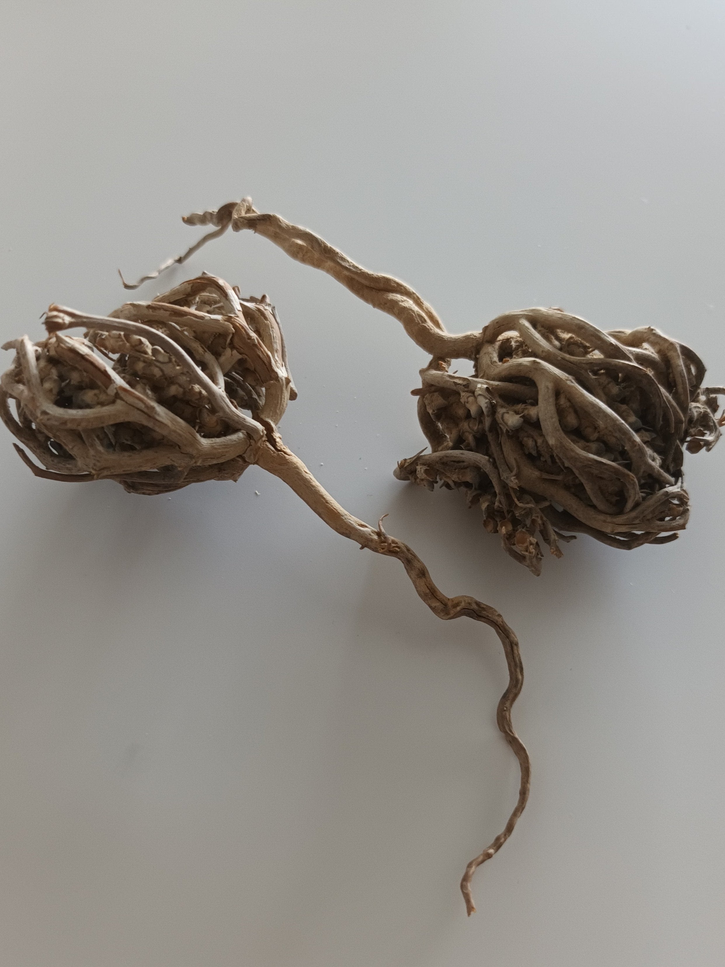 Rose de Jéricho